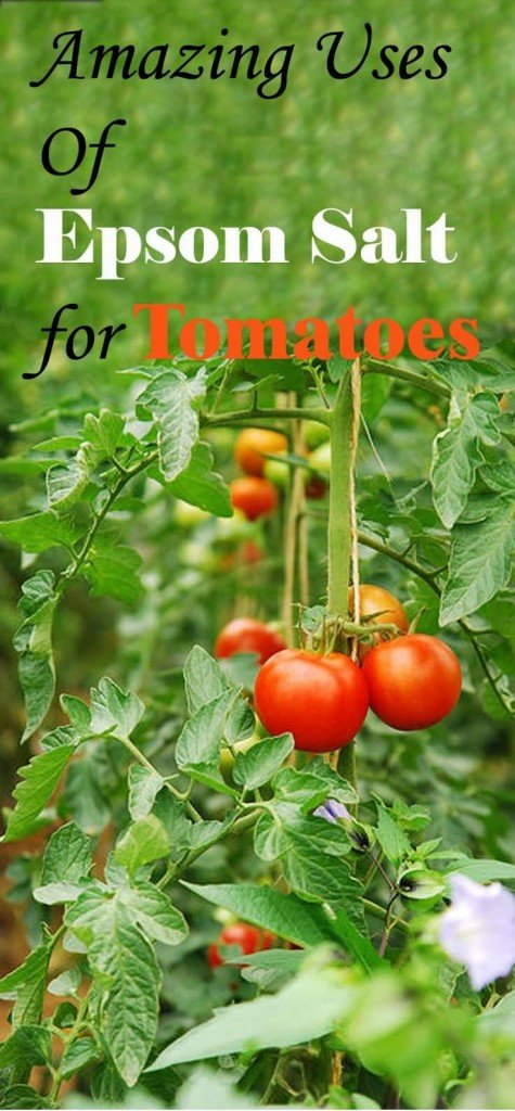 amazing uses of epsom salf for tomatoes
