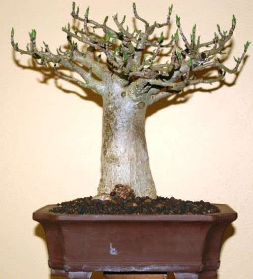 baobab bonsai_mini