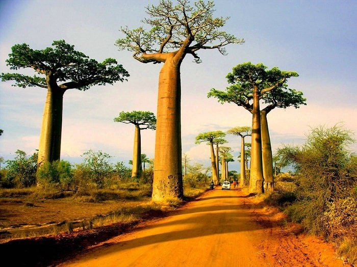 baobab tree picture