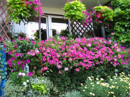 best plants for balcony_mini