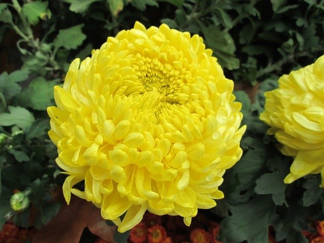 chrysanthemum-208163_640