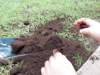 used coffee grounds in garden