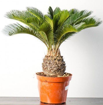 How to Grow Sago Palm | Complete Growing Guide