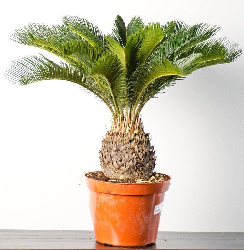 how to grow sago palm in pot