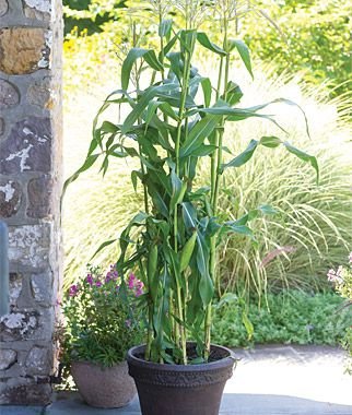 growing corn in containers