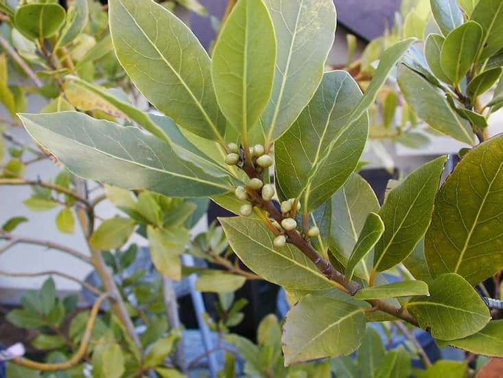 how to grow bay laurel tree