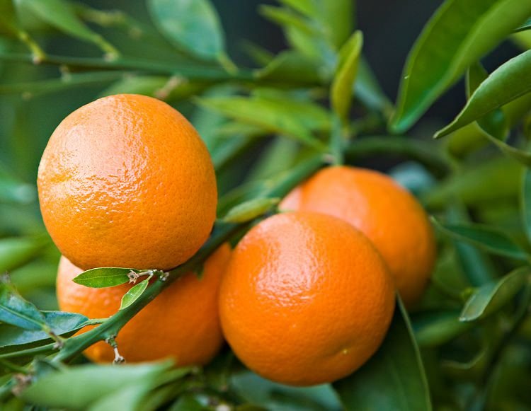 Growing clementines orange is delightful as it rewards you with juicy fruits, fragrant flowers, and aesthetic green foliage. You can also grow it in a pot!