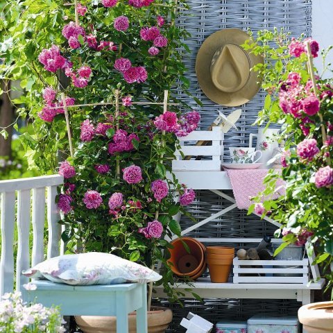 Tall Plants for Balcony Privacy 13 