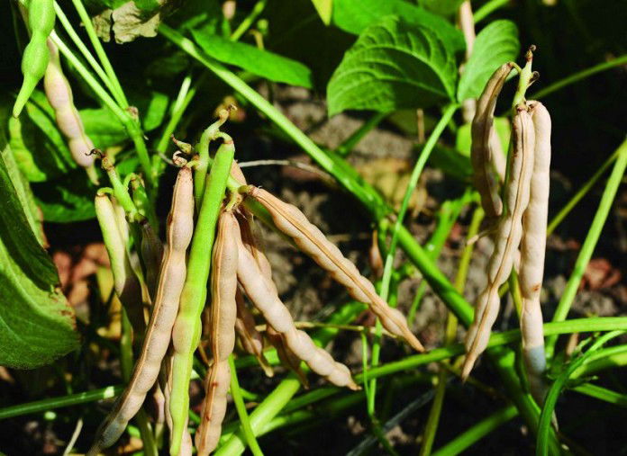 How to Grow Adzuki Beans | Growing Adzuki Beans | Balcony Garden Web