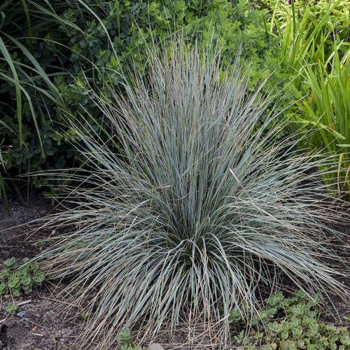 Best Ornamental Grasses for Containers 10