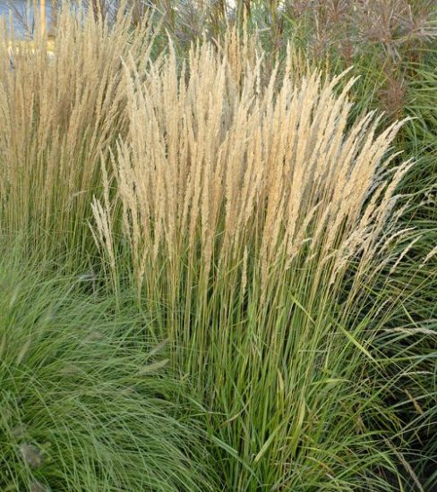 Best Ornamental Grasses for Containers | Growing Ornamental Grass