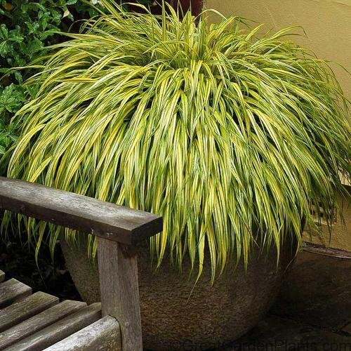 Best Ornamental Grasses for Containers 3