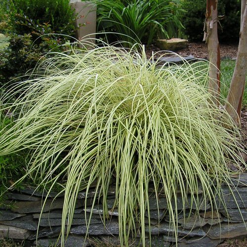 Best Ornamental Grasses for Containers 9