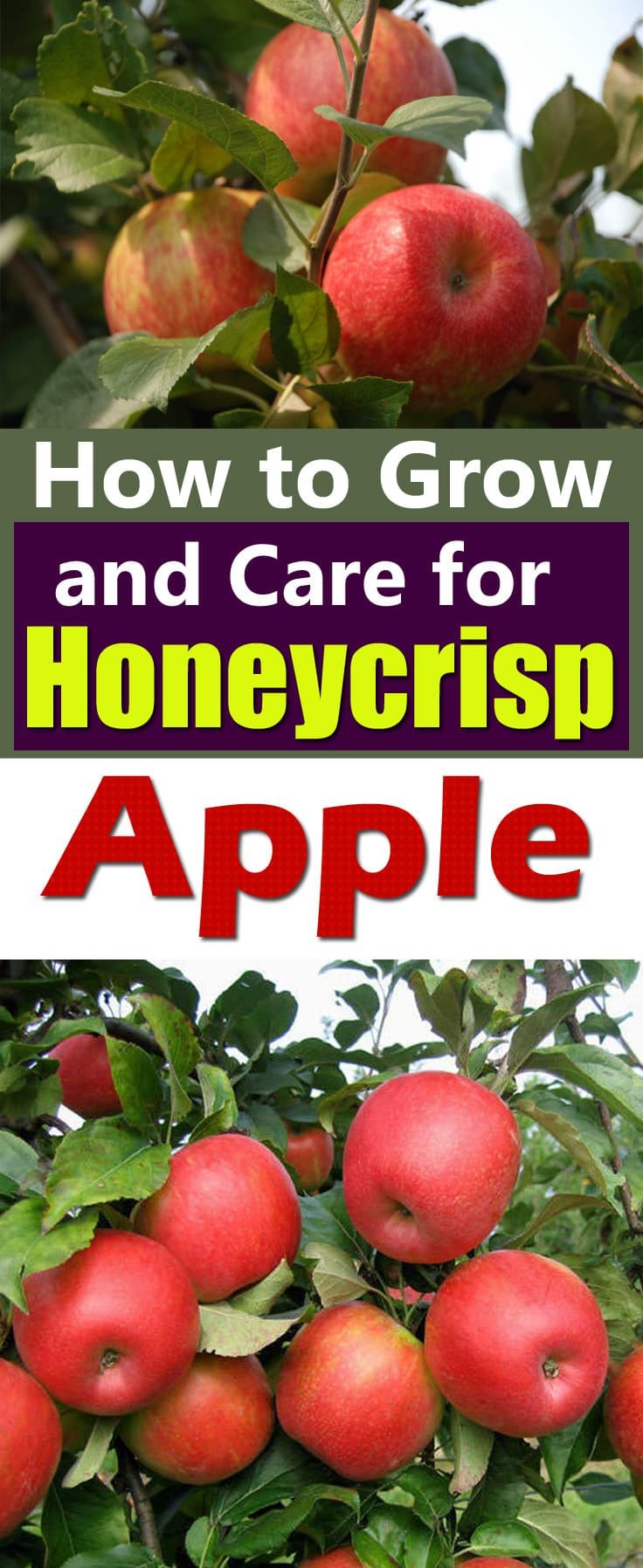 Learn how to grow Honeycrisp apple tree. Honeycrisp apples are growing in popularity for their exceptional freshness, sweet taste and crisp and juicy flavor. They are a cross between "Macoun" and Honeygold" apples.