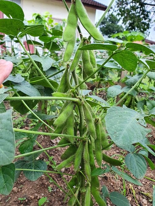 Growing Edamame Beans2