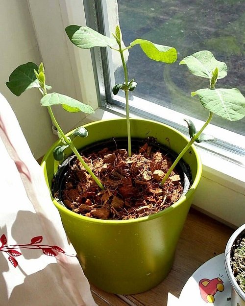 Growing Edamame Beans1