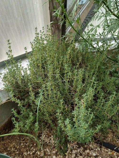thyme growing in greenhouse garden