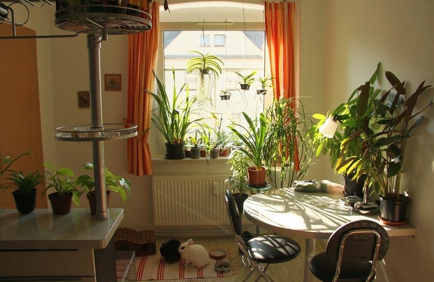 best indoor plants_mini