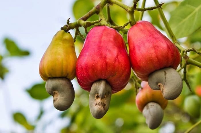 cashew nut growing_mini