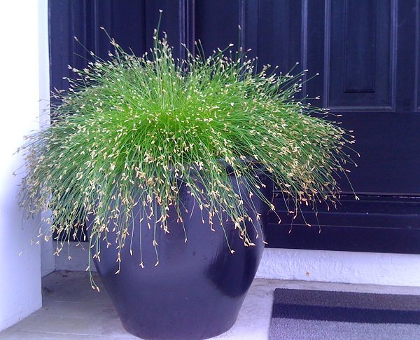 Best Ornamental Grasses for Containers 8
