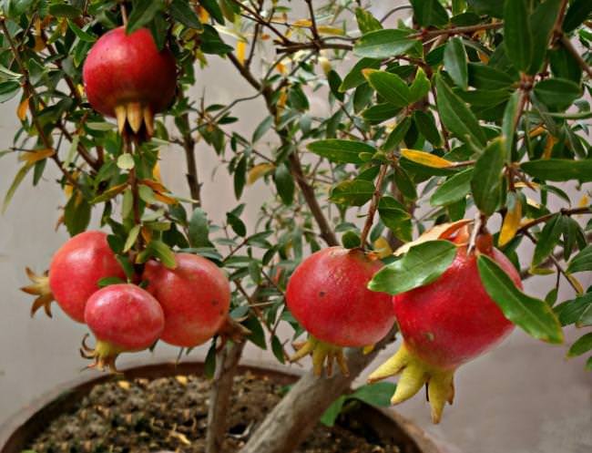 growing pomegranates in containers