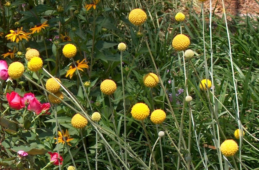 Learn How to Grow Craspedia (Billy buttons) in this article. It looks great in garden borders. You can also use it in vases and floral arrangements.