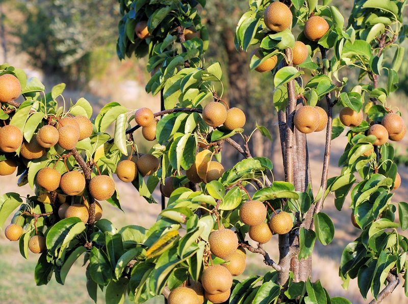how to grow nashi pears_mini