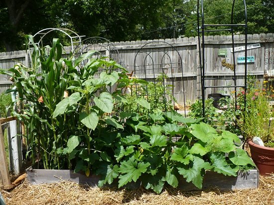 vegetable gardening tip
