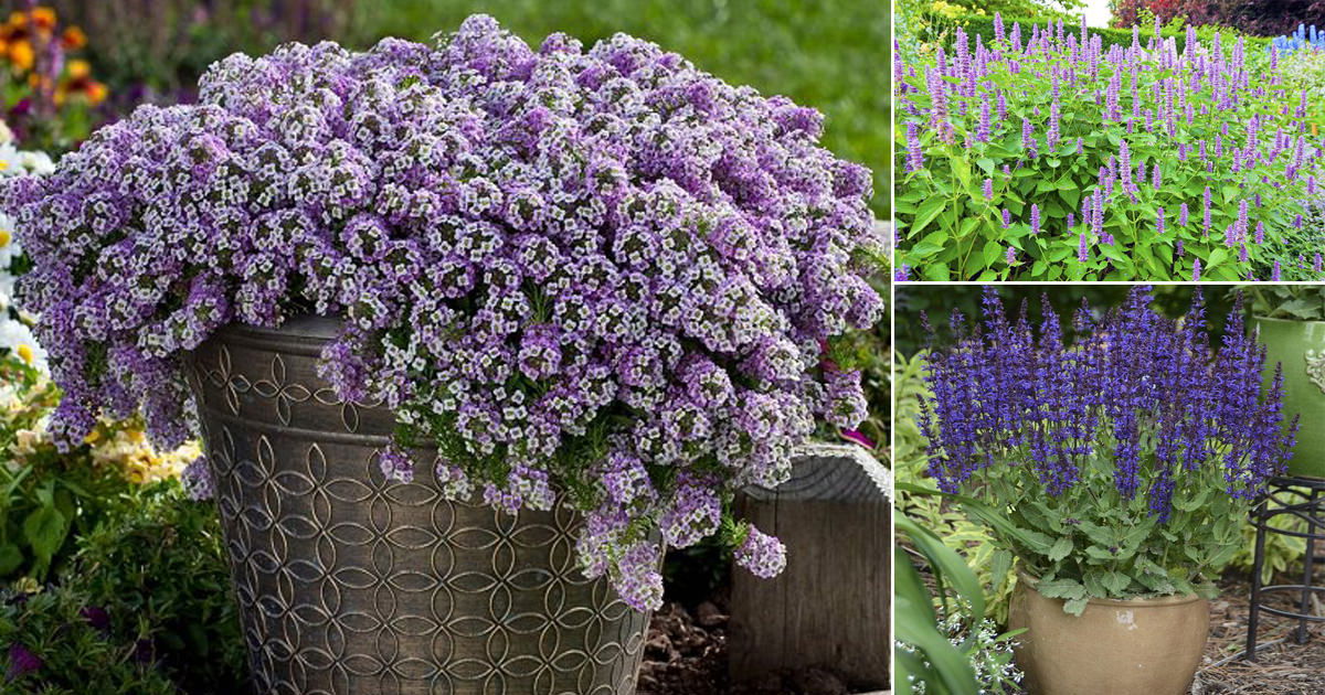 Purple plants in texas