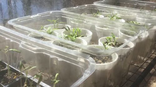 Mini Greenhouse 8