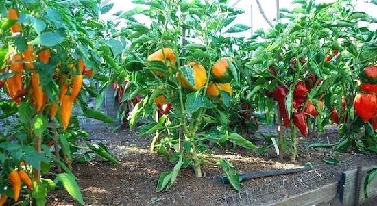 vegetable gardening tip for beginners