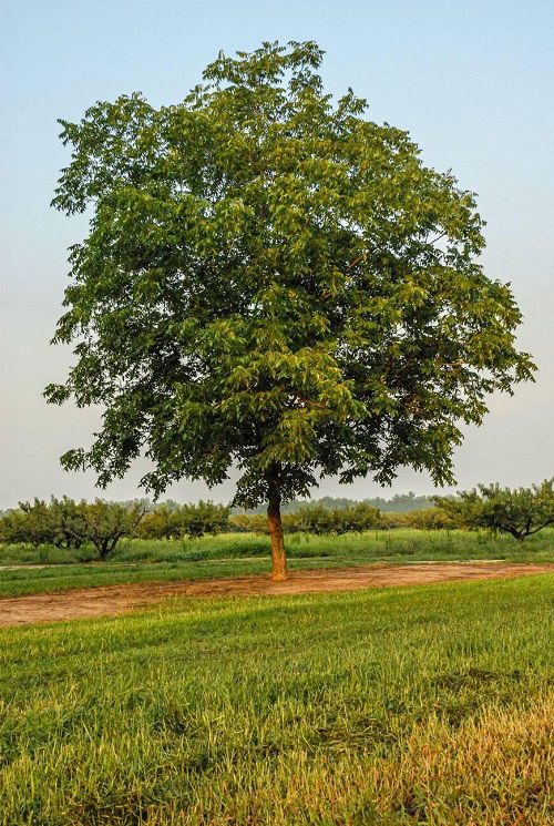 Pecan Tree Care