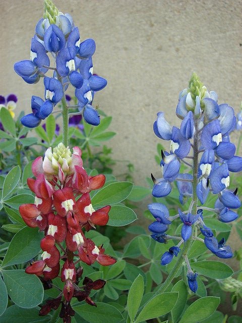 Blue and Red Bluebonnets 