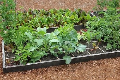 broccoli Companion Plants for Carrots