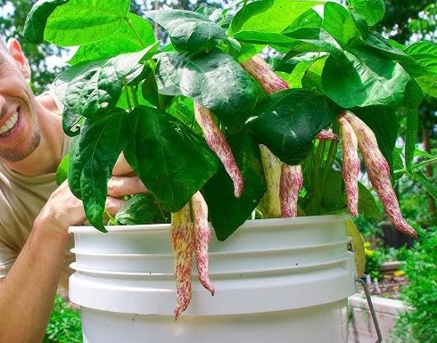 Growing pinto beans 2