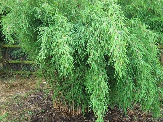 Best Bamboo for a Hedge 3