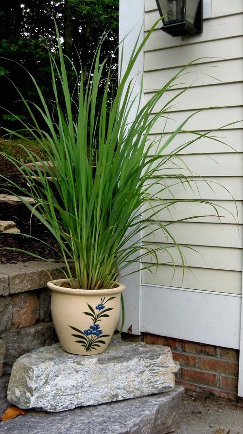 How to Grow Lemongrass from Seed