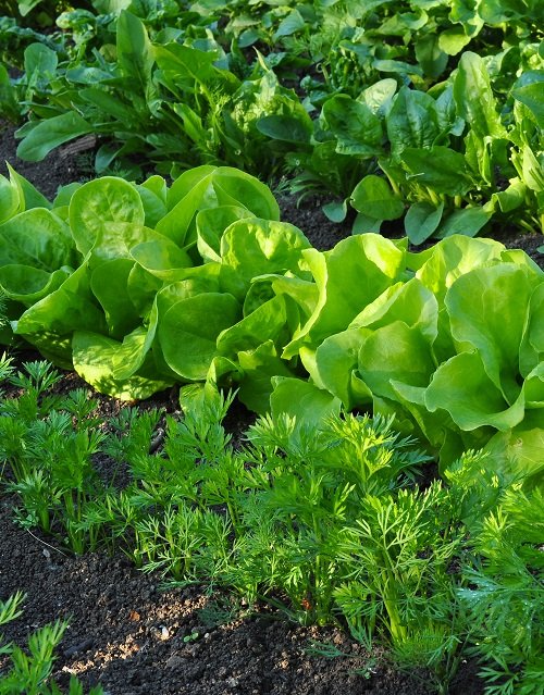 lettuce Best Companion Vegetables Plants for Eggplants