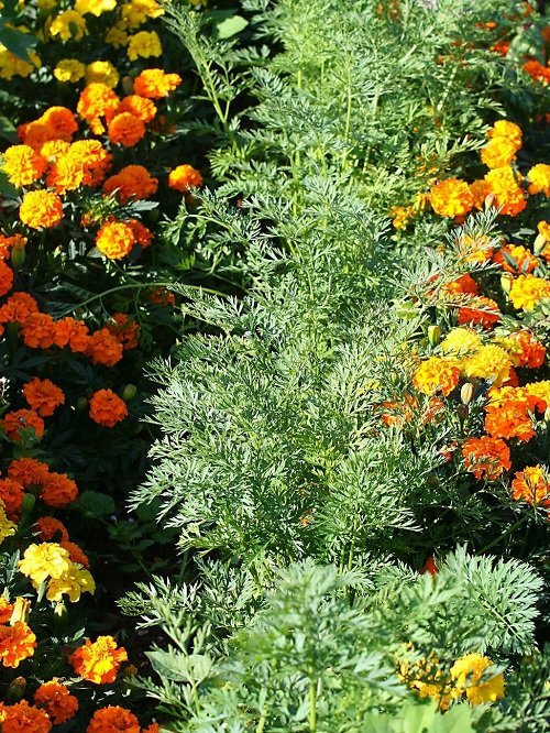 Marigold Companion Plants for Carrots