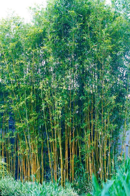 Best Bamboo for a Hedge 2