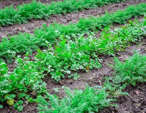 parsley Companion Plants for Carrots