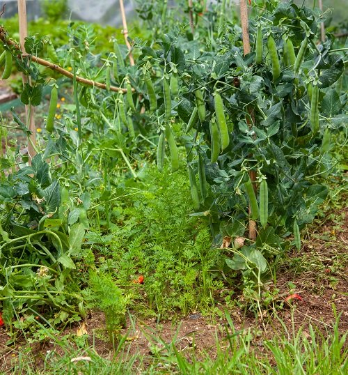 peas Companion Plants for Carrots