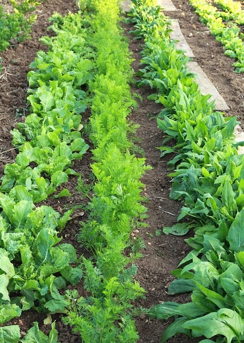 spinach Companion Plants for Carrots