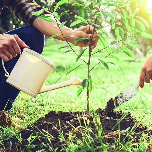 watering & soiling pecan tree