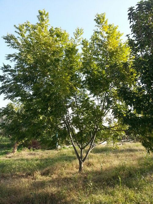 Pecan Tree Care