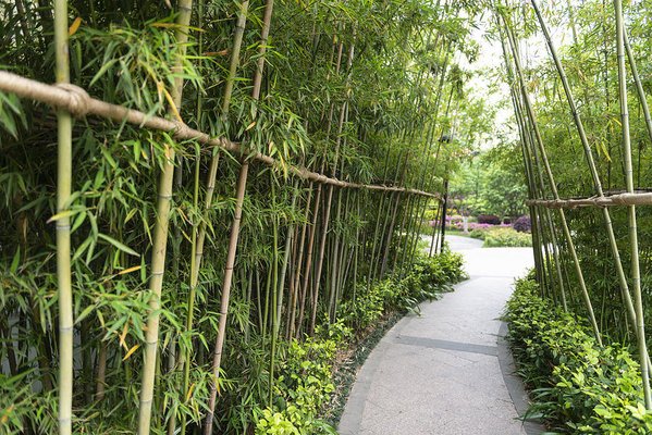 Bamboo Planting Tips to grow them right