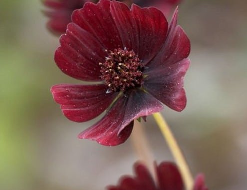Chocolate cosmos can be a beautiful addition to your scented garden. These flowers are beauty with fragrance and smells like chocolate.