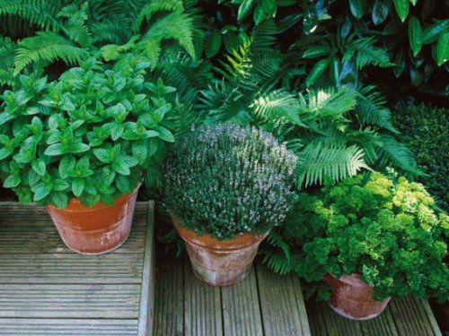container kitchen garden herbs