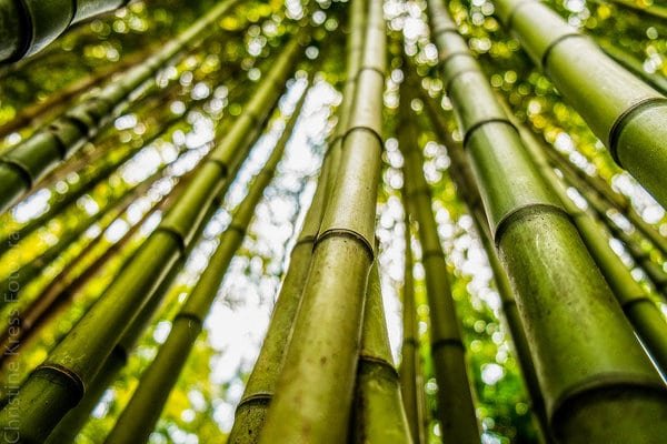 Bamboo Planting Tips