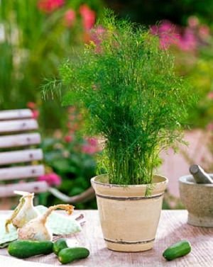 growing dill in pots